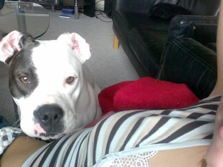 Amerikansk bulldog Fie (Fie-pigen) - Prøver lige og efterligne mikey mouse billede 6