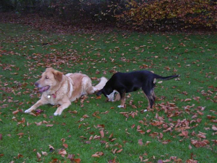 Blanding af racer palle  (Aflivet) - saaaaaavner ham :´(:´(:´(:´( billede 5