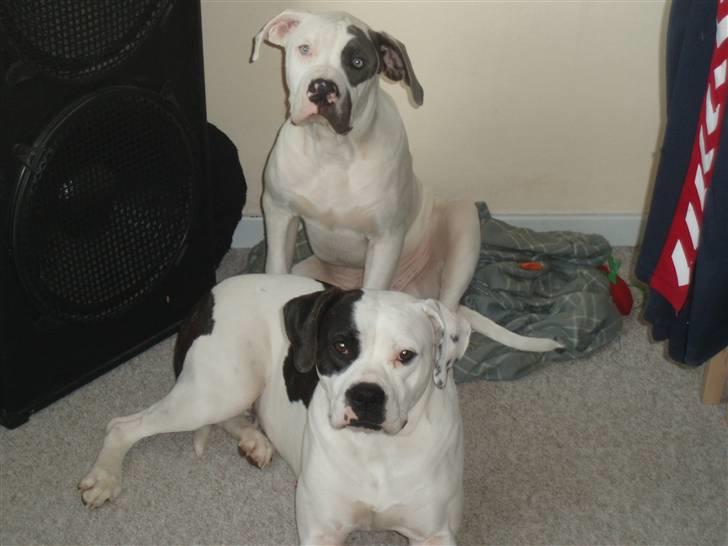 Amerikansk bulldog Fie (Fie-pigen) - Det er nye dumbo som sidder bag mig :) billede 7