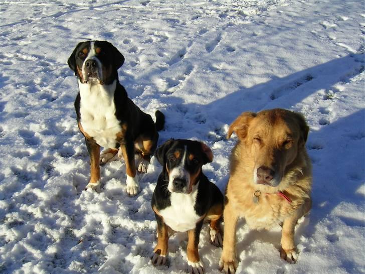 Blanding af racer palle  (Aflivet) - GRUPPEN.  DONNA VAR DER IKKE DEN GANG billede 6