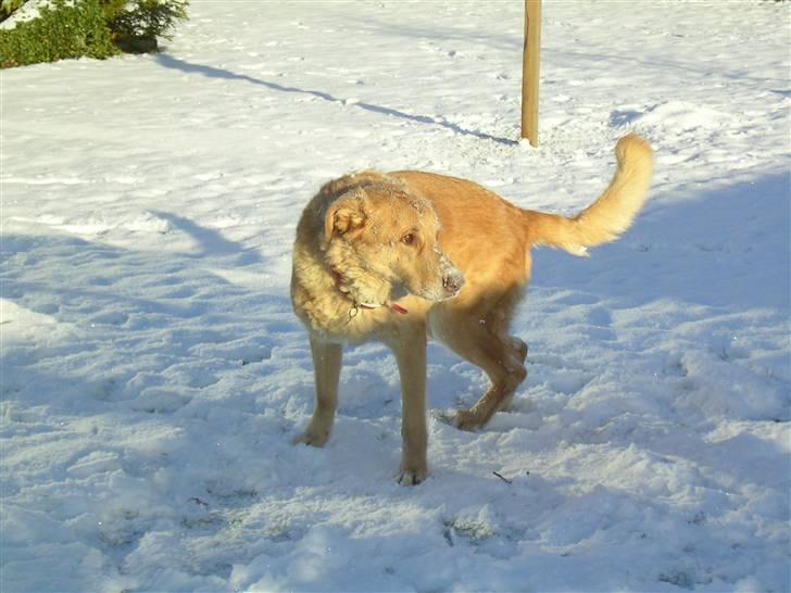 Blanding af racer palle  (Aflivet) - PALLE ELSKEDE SNE! :´( billede 7