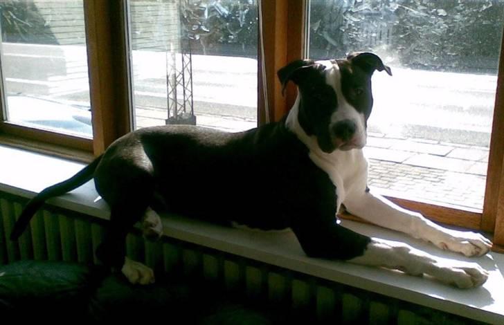 Blanding af racer Amstaff/AmBull Tyson billede 7