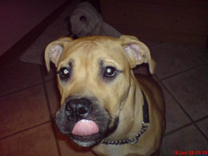 Blanding af racer Pi    R.I.P. - mums... sagde du is ?? billede 7