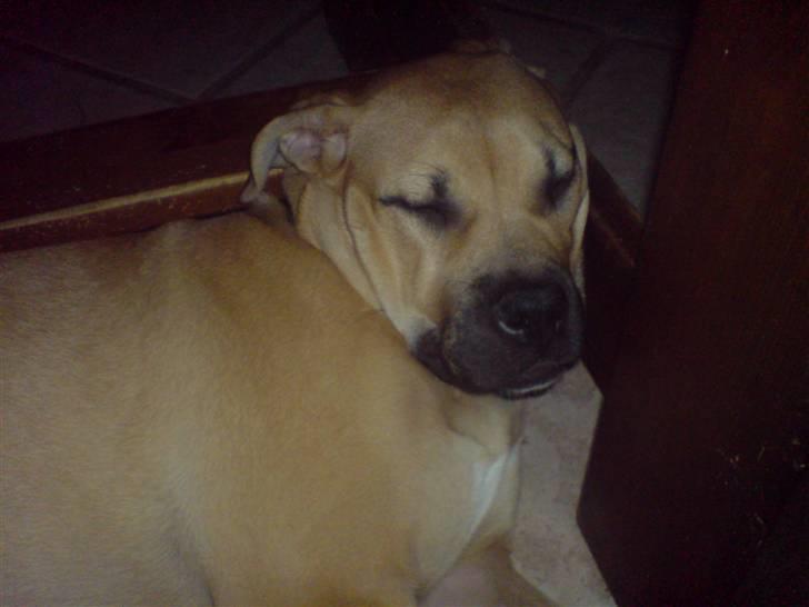 Blanding af racer Pi    R.I.P. - føler mig lidt klemt....  billede 8