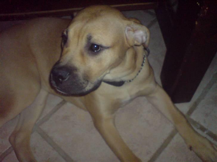 Blanding af racer Pi    R.I.P. billede 9