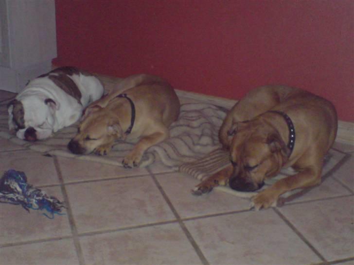 Blanding af racer Pi    R.I.P. - alle gode gange 3 sovetryner billede 10