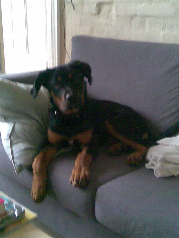 Blanding af racer Spikei - Spikei 4 mdr billede 1