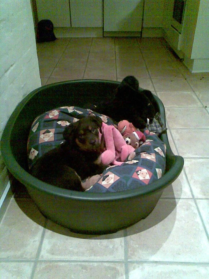 Blanding af racer Spikei - her er jeg næsten 8 uger gammel billede 2