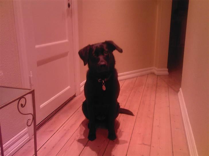 Labrador retriever Bella R.I.P :( billede 11