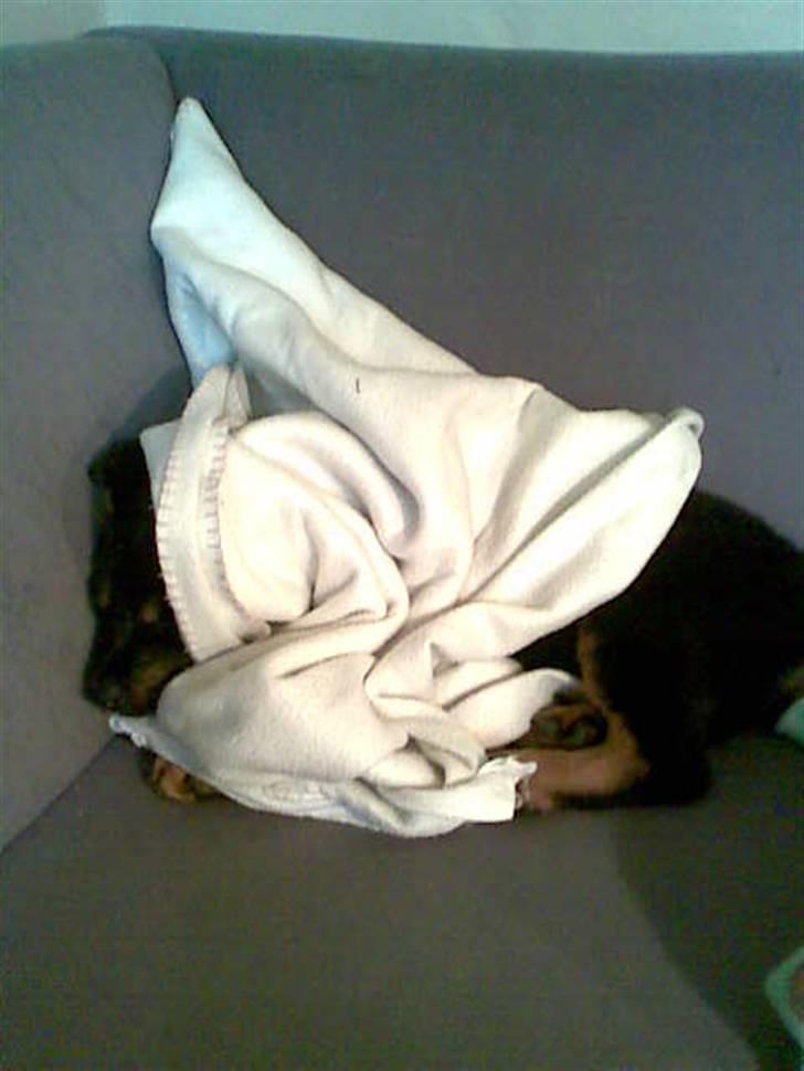 Blanding af racer Spikei - dejligt tæppe billede 3