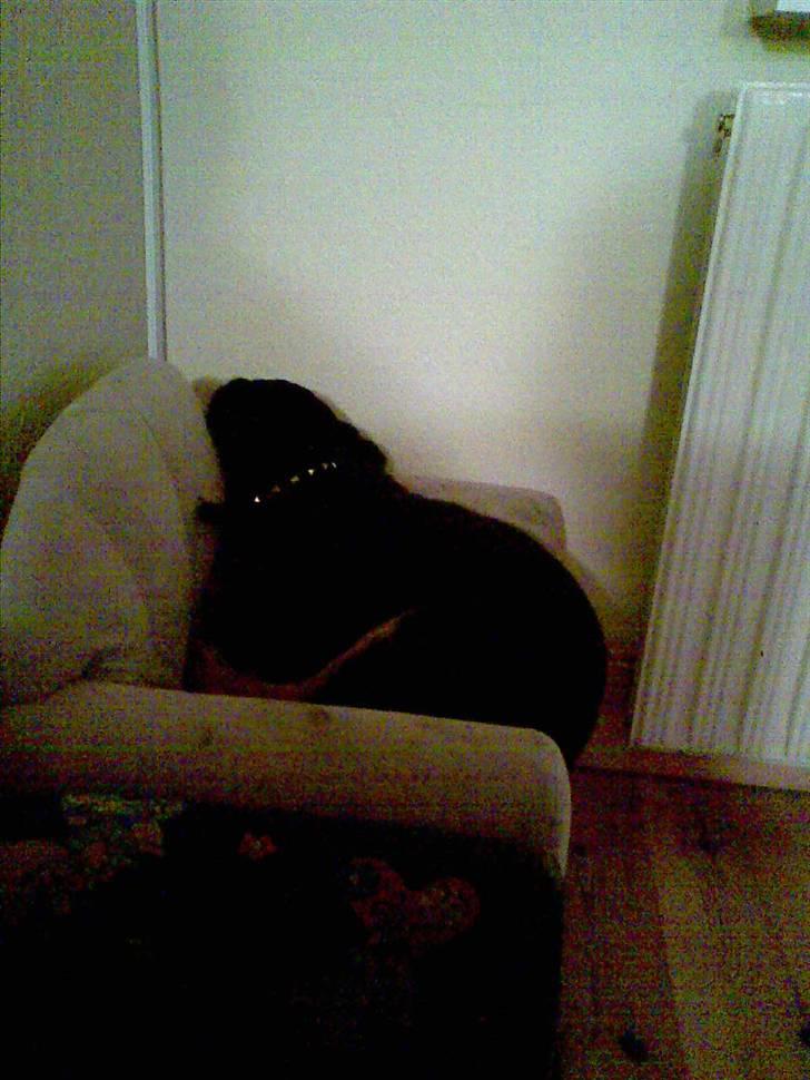 Blanding af racer Spikei - putter billede 4