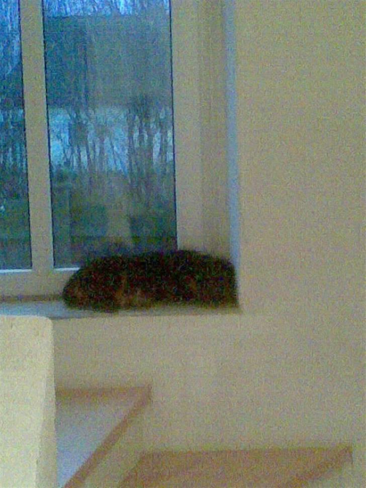 Blanding af racer Spikei - vindues kigger billede 5