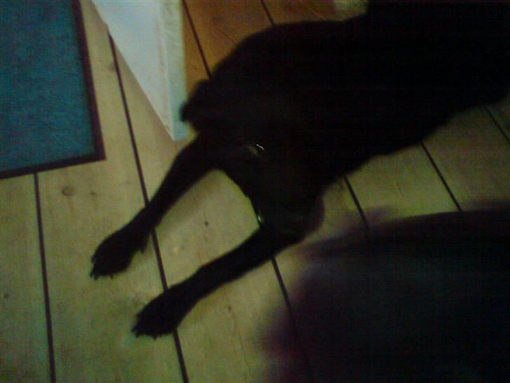 Labrador retriever lucky R.I.P )= - så dejlig<3 billede 3