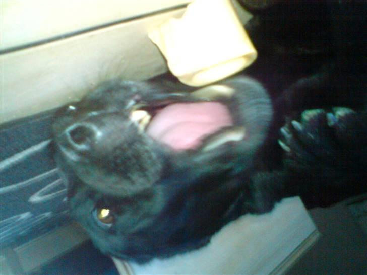 Labrador retriever lucky R.I.P )= - det var det s+idste ben inden døden var dig lige for snuden ;´( billede 4