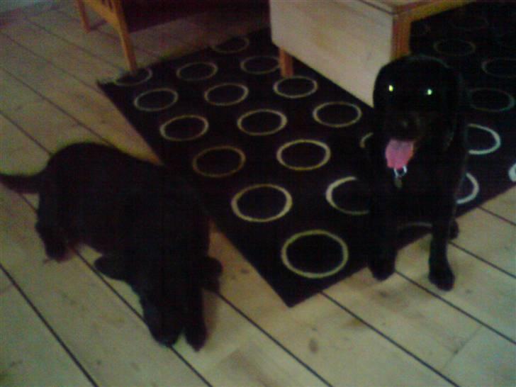 Labrador retriever lucky R.I.P )= - Lucky og Luke;) billede 5