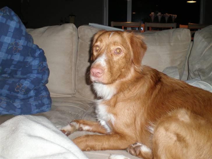 Nova scotia duck tolling retriever bailey - ca 1 år og 4 måneder: jeg ÆÆÆLLLSSSKKKEEERRR også at være i sofaen billede 19