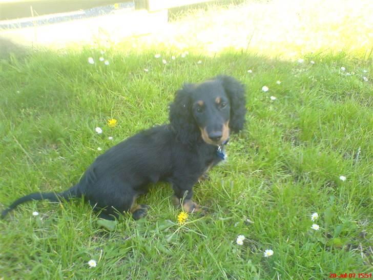Gravhund Kalle-magnus - li ude og lege billede 1