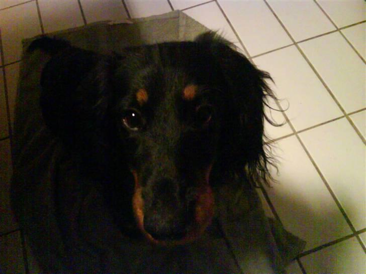 Gravhund Kalle-magnus billede 2