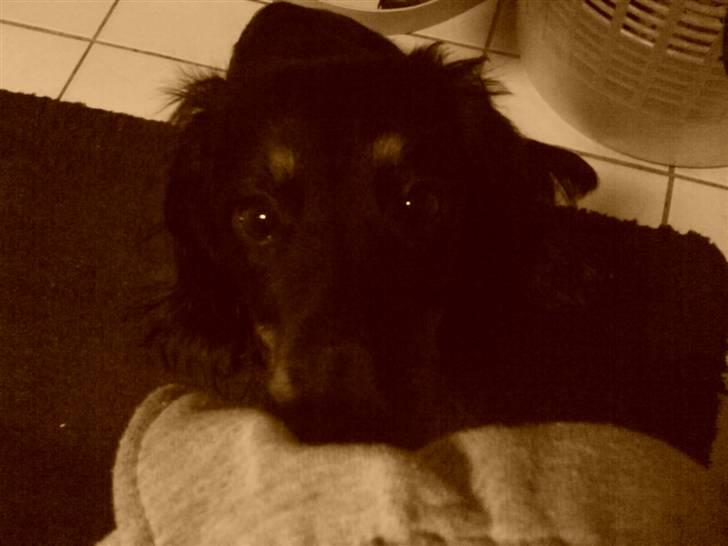 Gravhund Kalle-magnus - kigger :D billede 5
