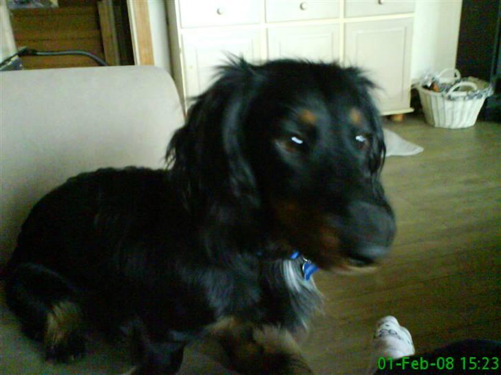 Gravhund Kalle-magnus - hmm kommer der nogle ?? billede 7