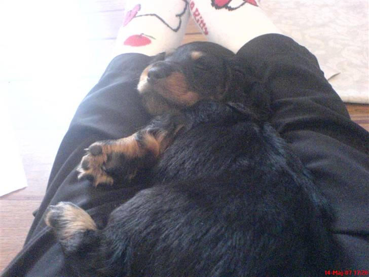 Gravhund Kalle-magnus - Kalle da han var 5 uger gammel billede 10