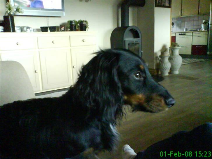 Gravhund Kalle-magnus - Flot billede 12