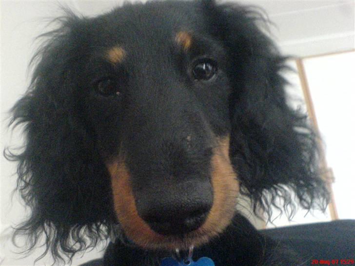 Gravhund Kalle-magnus billede 13