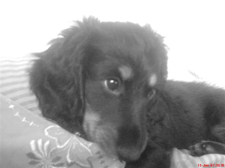 Gravhund Kalle-magnus - 10 uger  billede 15