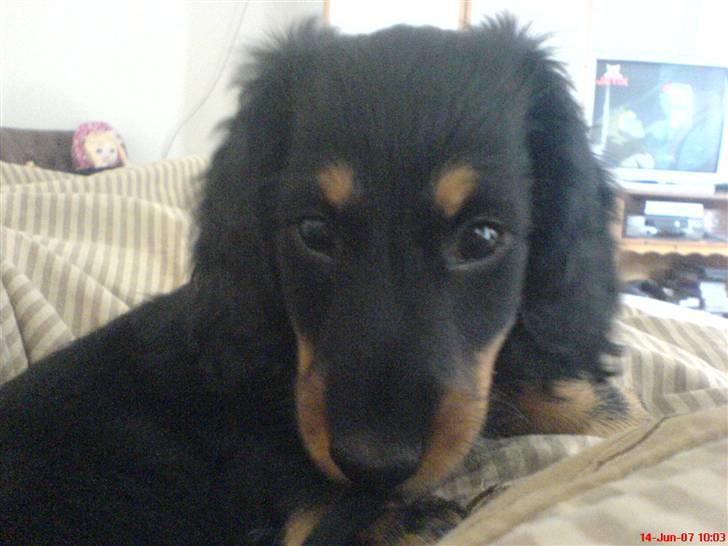 Gravhund Kalle-magnus - 11 uger billede 16