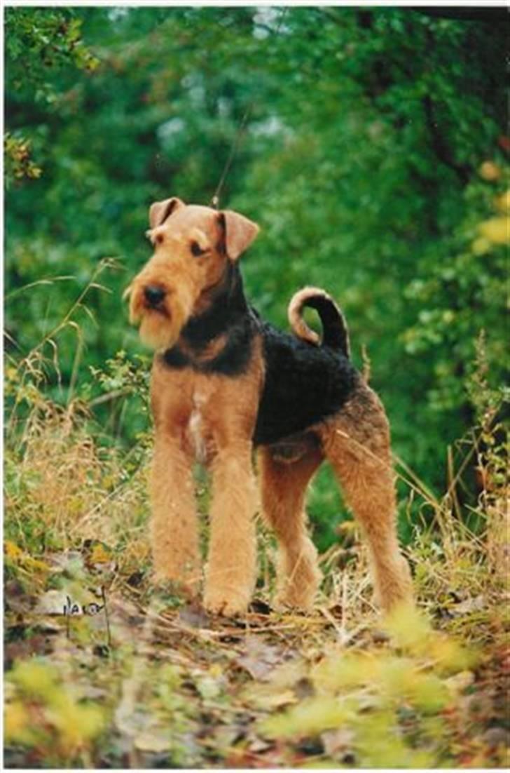 Airedale terrier Spicaway Brutalis (død)  - Spicaway Brutalis. Prof foto .  billede 1