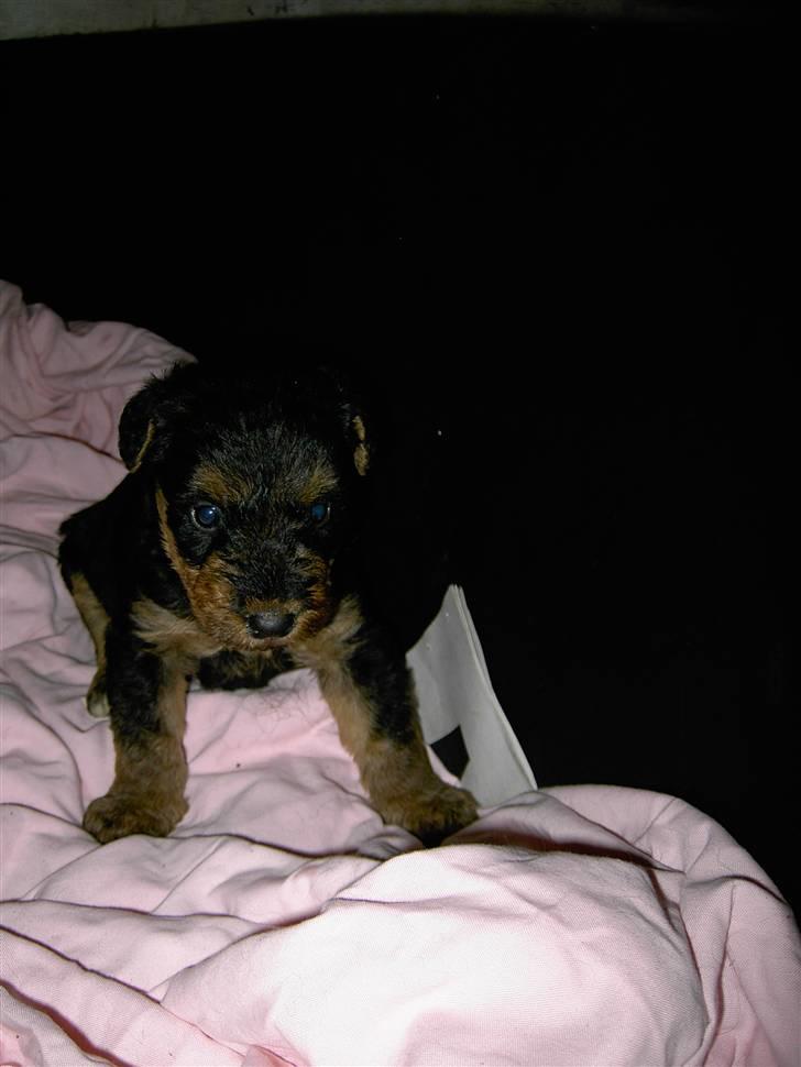 Airedale terrier Spicaway Brutalis (død)  - Baby´er efter ham (: billede 2