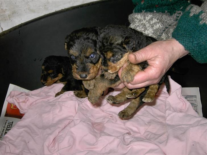 Airedale terrier Spicaway Brutalis (død)  - Babyer efter ham(: billede 3