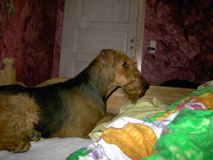 Airedale terrier Spicaway Brutalis (død)  -  seng + tv =  Brutalis ;)  billede 4