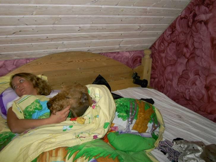 Airedale terrier Spicaway Brutalis (død)  - Man må godt putte lidt ved mor, med tv ;b  billede 5