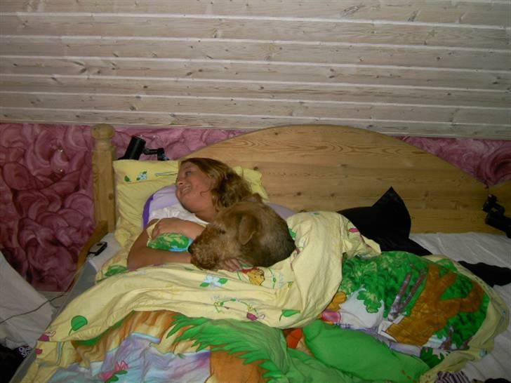 Airedale terrier Spicaway Brutalis (død)  - Min puttegøj igen (: billede 6