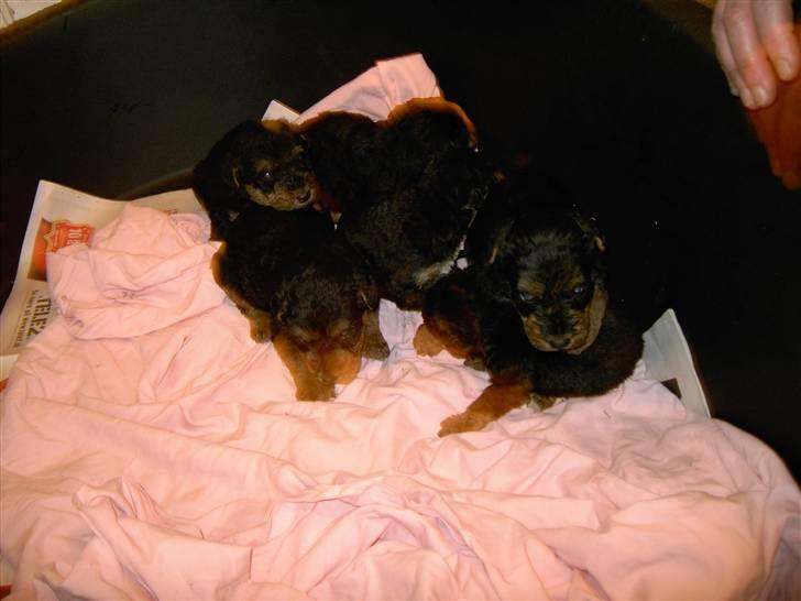 Airedale terrier Spicaway Brutalis (død)  - Baby´er efter ham (: igen igen  billede 7