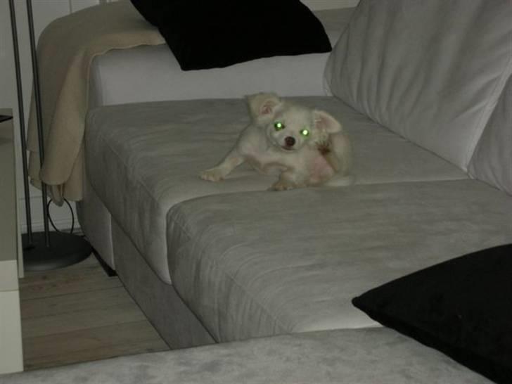 Chihuahua Pinky billede 2