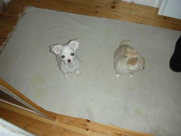 Chihuahua Pinky billede 3