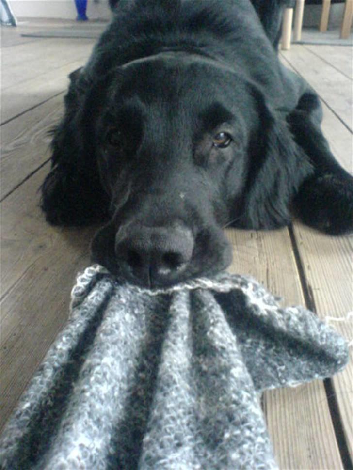 Flat coated retriever Charlie billede 9