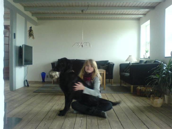 Flat coated retriever Charlie billede 10