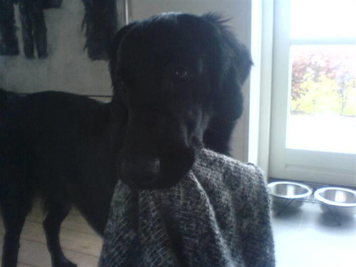 Flat coated retriever Charlie billede 11