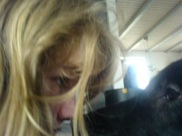 Flat coated retriever Charlie billede 12