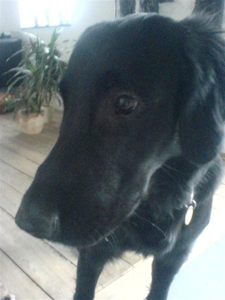 Flat coated retriever Charlie billede 13