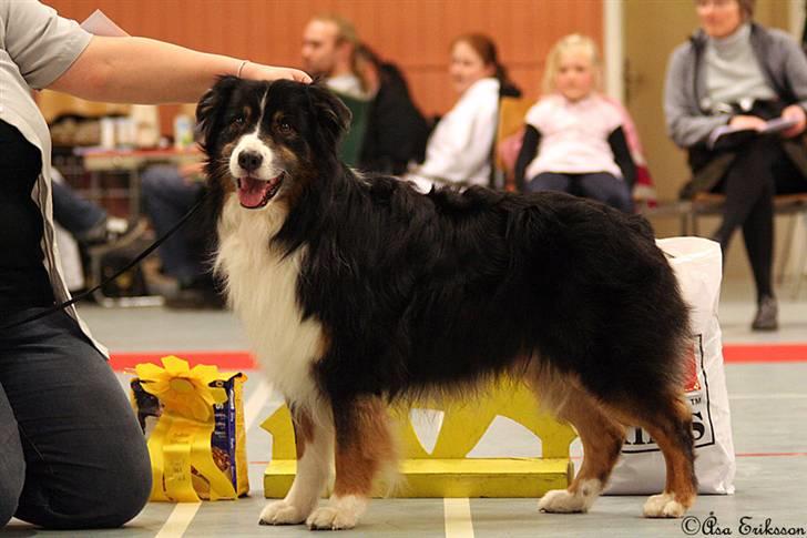 Australian shepherd Cody 24.04.97-14.02.2011 - BIS 3 Veteran ved DKK skue knap 11 år gammel! billede 9