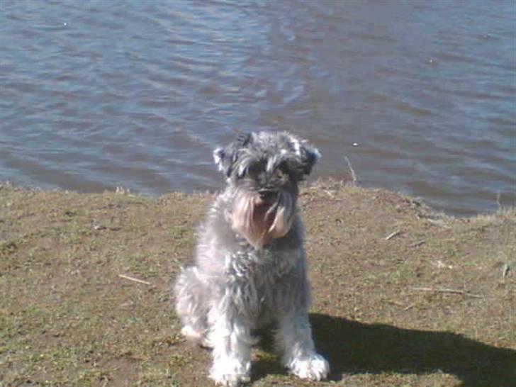 Dvaergschnauzer Fesser - Lige ude ved søgen, og få lidt luft... xD billede 19