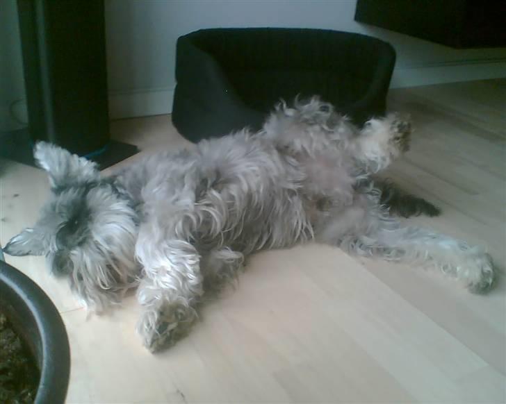 Dvaergschnauzer Fesser - Klø mig på maven! billede 20