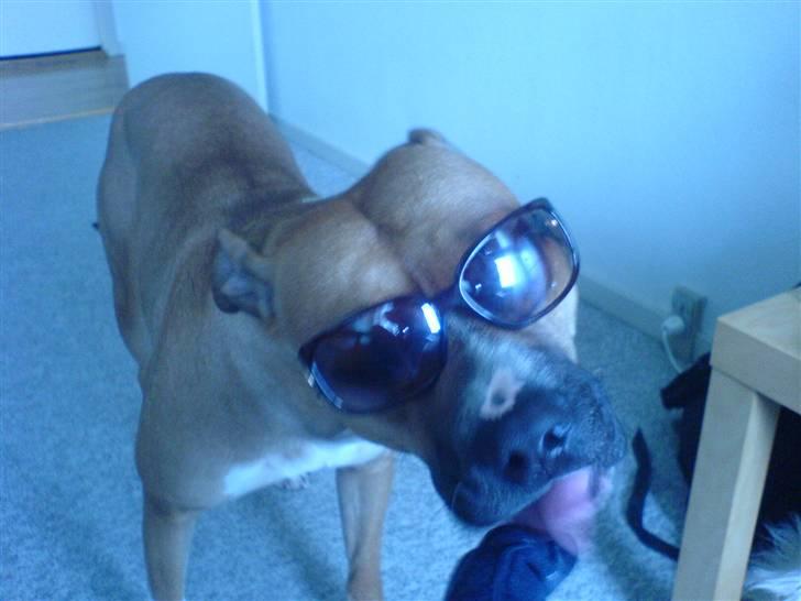 Blanding af racer ciska.  -  .ciskakebab. (:  billede 1