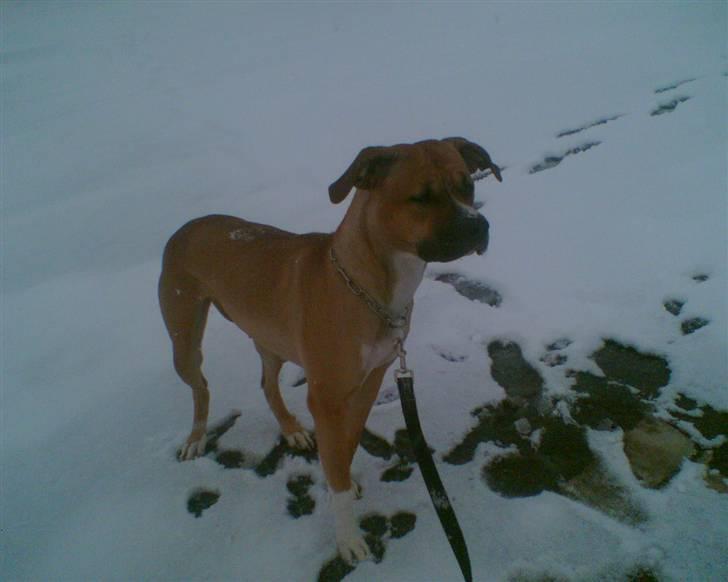 Blanding af racer ciska.  -  .ciska i vinterens første sne.  billede 2