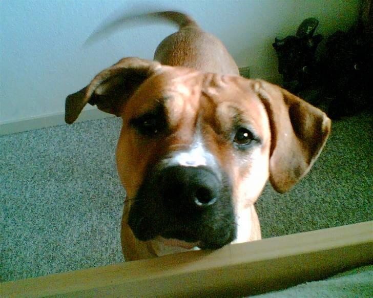 Blanding af racer ciska.  -  .bedstebillede.  billede 3