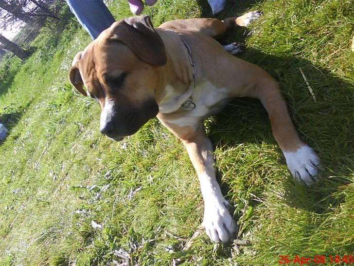 Blanding af racer ciska.  -  .ciska nyder det gode vejr billede 4